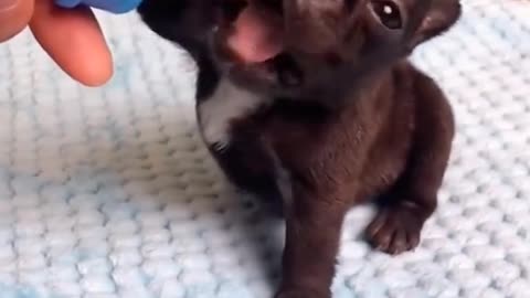 Cute dog taking milk so hungry