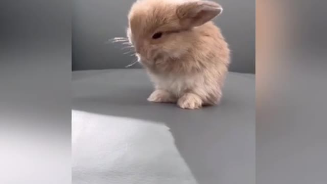 Very Cute Bunny 4 Weeks Old