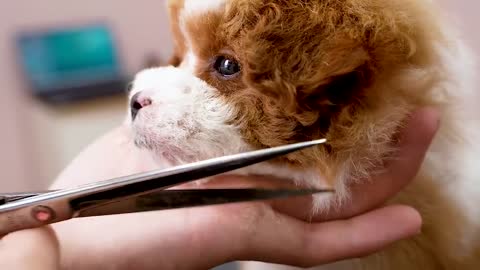 Grooming for a few months old puppy, he also enjoys it too much