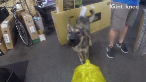 Warehouse dog tries to catch sprayed water