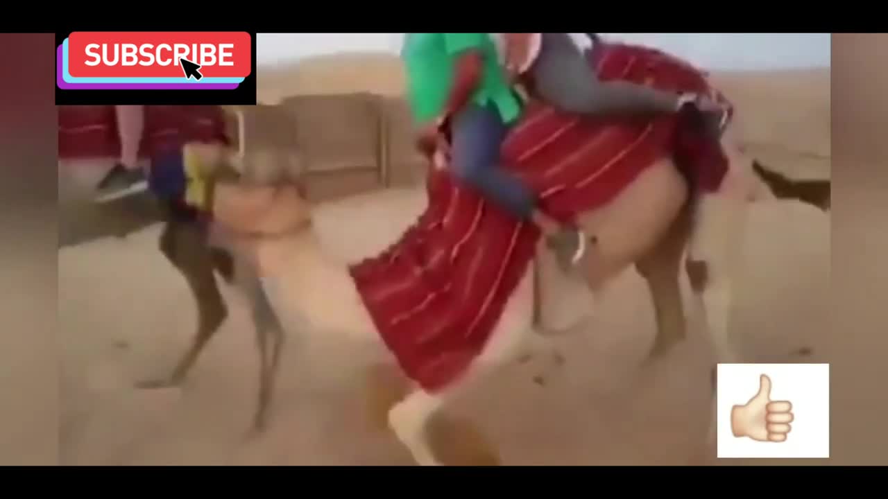 Camel funny video 2020| try not to laugh| ride camel