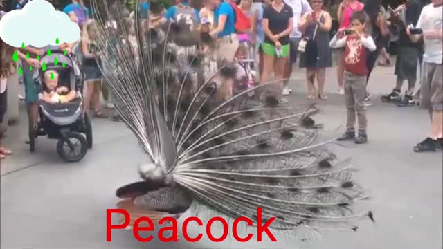 Peacock Dancing