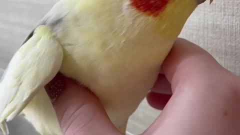 Sweet Cockatiel talking #cockatiel #parrot #whistle #funnyanimals #cockatiel #birds # #funnypets