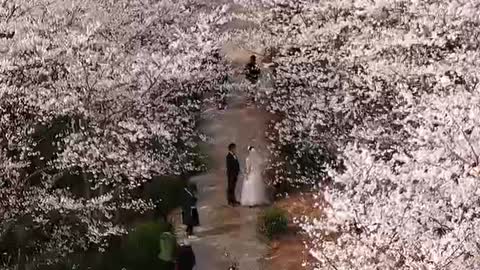 The cherry blossoms all over the mountains and plains are very romantic