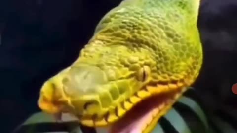 Snake Seems Tired