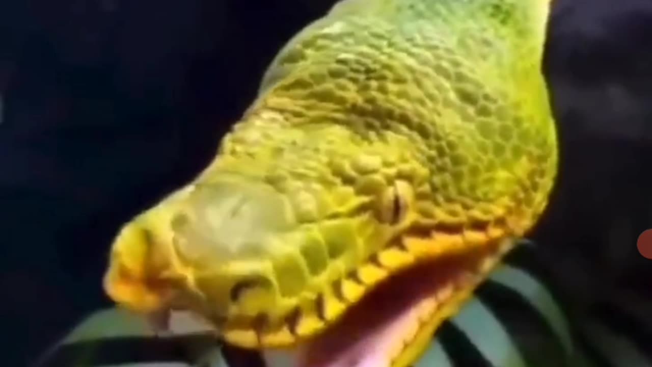 Snake Seems Tired