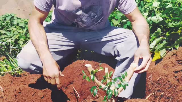 Evolução do pré bonsai