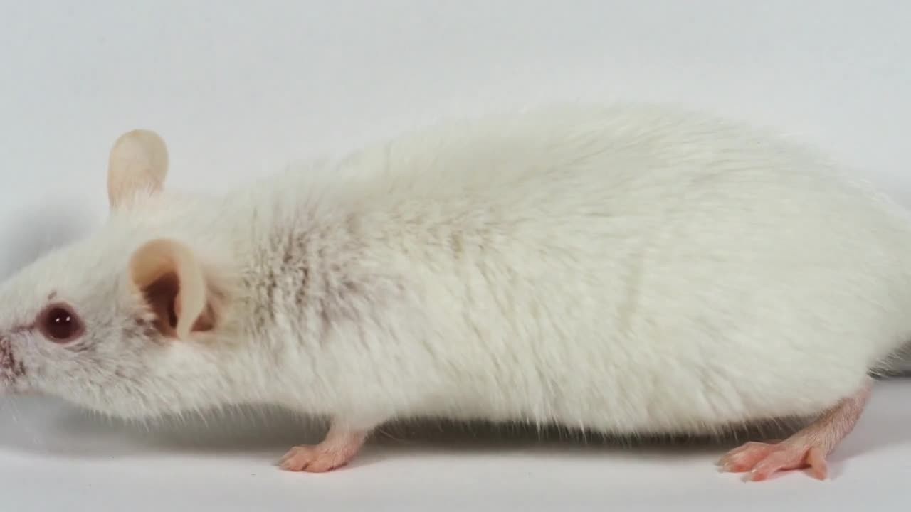 Lab Mouse Albino Walking Off Screen