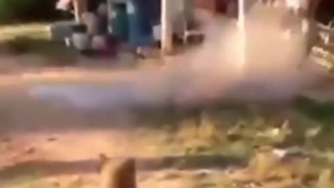 Funny and cute animals