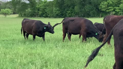7- First Calve Angus pair.