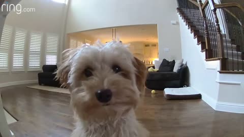 ADORABLE LITTLE PUPPY