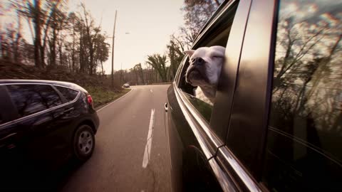 Another dog that loves to travel in the window!