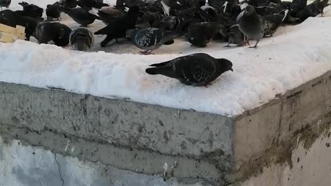 We feed city pigeons in the winter.