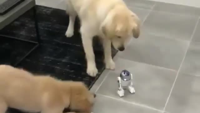 Robot VS real dog, who is better