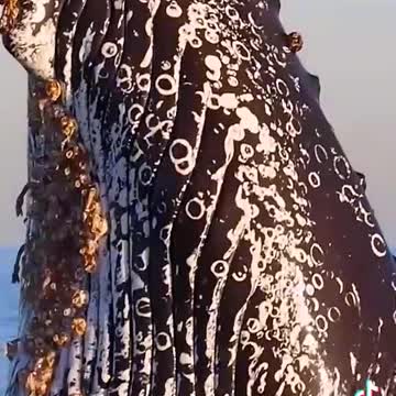 Big fish 🐠 catch bird