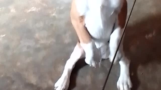 Cutest Beagle Ever