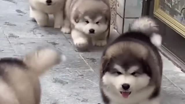 Cute baby dog, so cute❤️💯👍