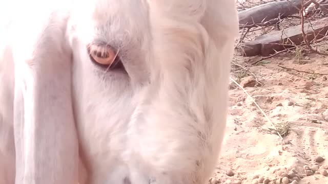 Goat is bed life but he is happy unexpected