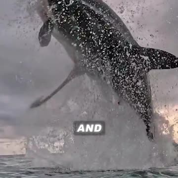 Swimming With Shark Can Be Risky