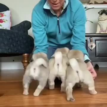 Dogs learning tutorials . Funny dog classes