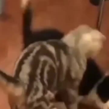 0.Cute Cats 😻😻😻😻😻#shorts #funnycats #animalsshorts