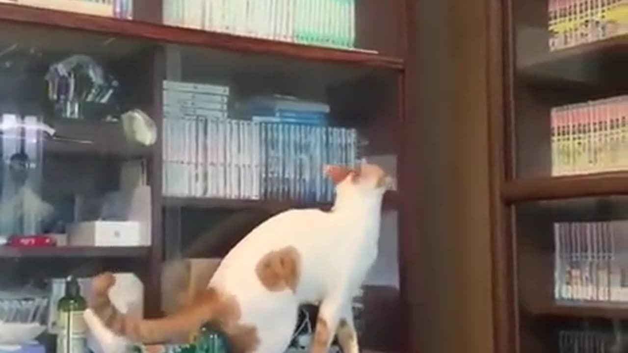 Smart cat 🐱🐱🐱