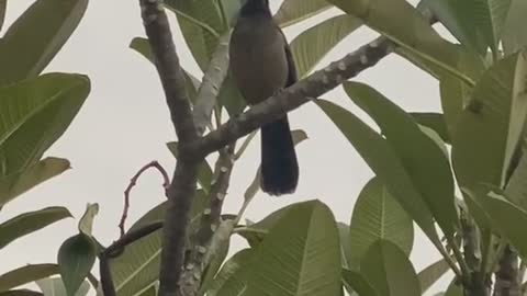 Cheerful birds