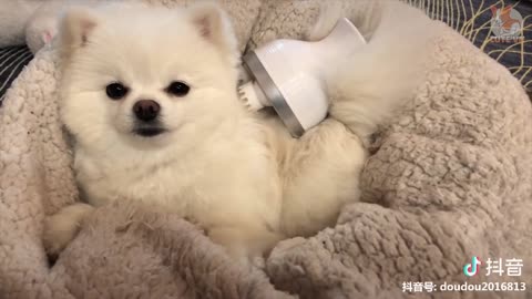 This Funny & Cute Pets Compilation is Pure Bliss