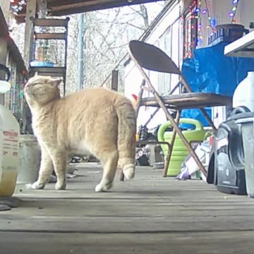 EA S51 - Stray Cat Jump