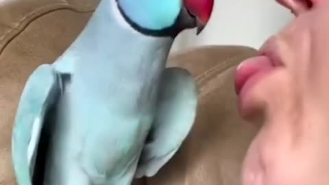 Missing parrot