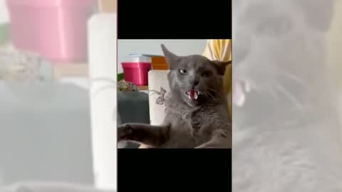 Try not to laugh _ Cutest cats videos _ @Animals Fun zone