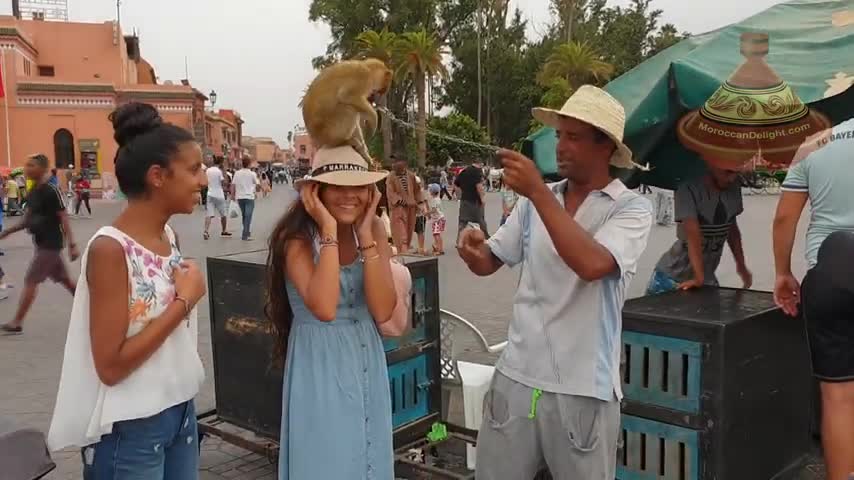 monkey street marrakesh