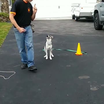 Pepper shaping the heel cue.