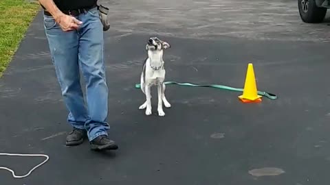 Pepper shaping the heel cue.