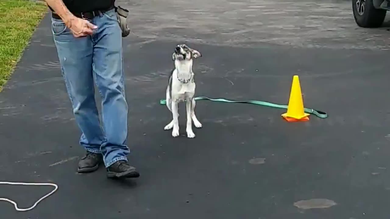 Pepper shaping the heel cue.