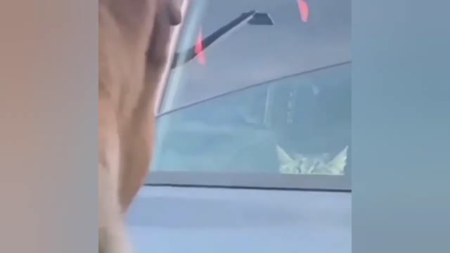 dog looking cat