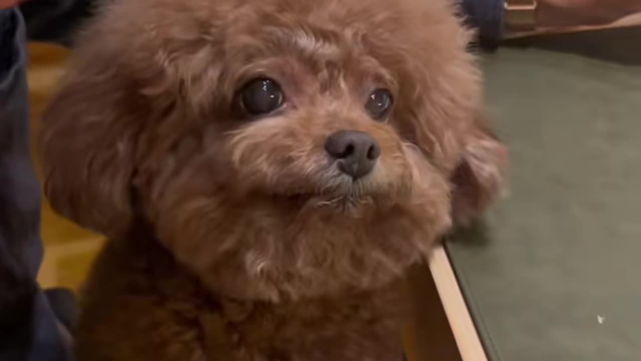 snacks#dog #cute