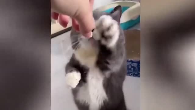 Wow, this kitten can stand and walk
