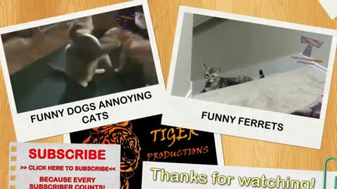 kittens takling
