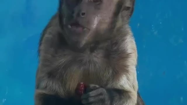 The monkey is eating fruit