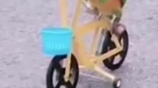 Funny Parrots & Cute Birds