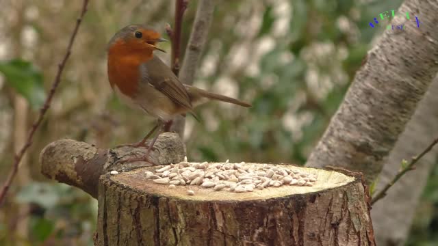 BIRDS EATING FOOD