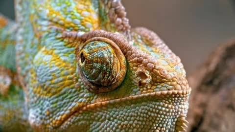 Amazing color-changing tree lizard with eyes like a camera!