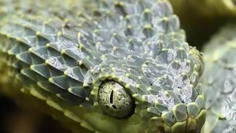 Beautiful Rare snakes