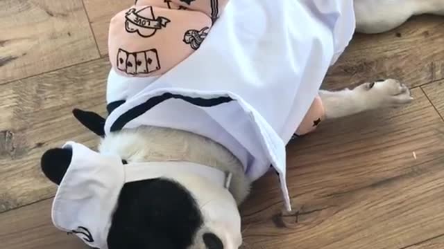 Dog upside down wearing costume