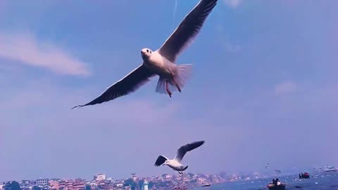 Bird Flying Videos Compilation