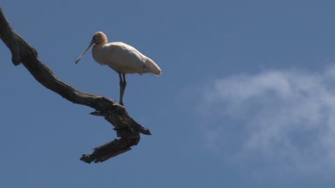 Spoonbill at Kangaroo island,Australia