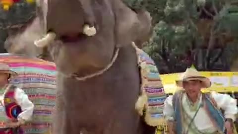 Most funny wild animal cutest baby elephant