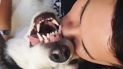 Vocal husky mimics owner's growling sounds