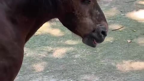 Silly horse head